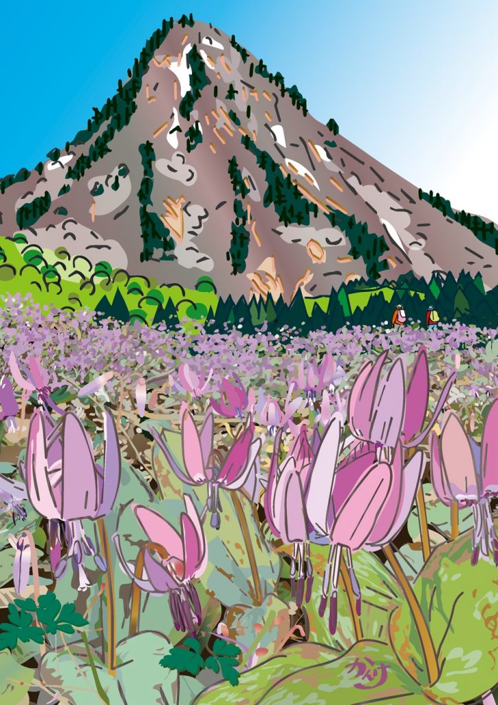 ポストカードイラスト「蒲生岳かたくり公園」